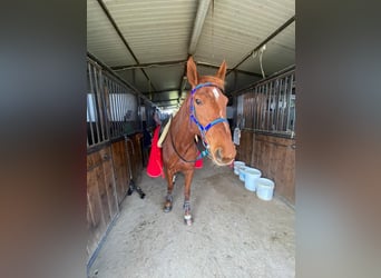 Purosangue inglese, Giumenta, 12 Anni, 167 cm, Sauro