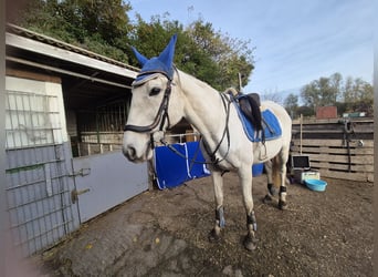 Purosangue inglese, Giumenta, 13 Anni, 163 cm, Bianco