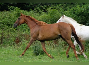 Purosangue inglese, Giumenta, 13 Anni, 163 cm, Sauro ciliegia