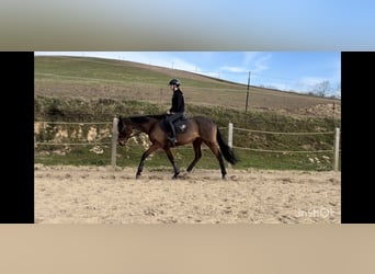 Purosangue inglese, Giumenta, 14 Anni, 162 cm, Baio