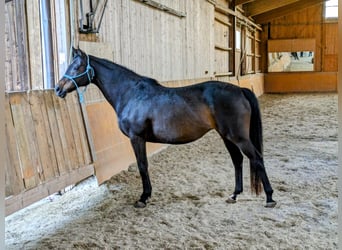 Purosangue inglese, Giumenta, 15 Anni, 160 cm, Baio scuro