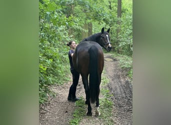 Purosangue inglese, Giumenta, 16 Anni, 166 cm, Baio scuro