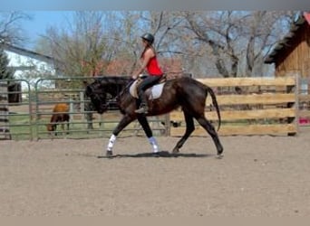 Purosangue inglese, Giumenta, 16 Anni, 173 cm, Baio ciliegia