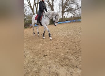 Purosangue inglese, Giumenta, 17 Anni, 158 cm, Grigio trotinato