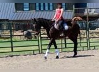 Purosangue inglese, Giumenta, 17 Anni, 173 cm, Baio ciliegia