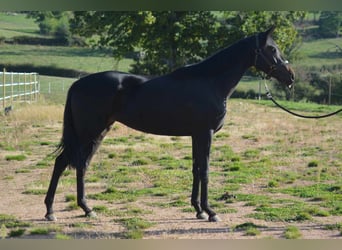 Purosangue inglese, Giumenta, 3 Anni, 155 cm, Morello