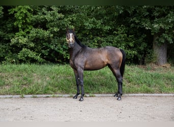 Purosangue inglese, Giumenta, 3 Anni, 161 cm, Baio scuro