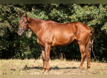 Purosangue inglese, Giumenta, 3 Anni, 163 cm, Sauro ciliegia