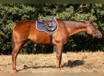 Purosangue inglese, Giumenta, 3 Anni, 163 cm, Sauro ciliegia