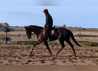 Purosangue inglese, Giumenta, 3 Anni, 163 cm, Sauro scuro