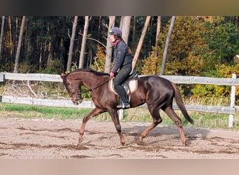 Purosangue inglese, Giumenta, 3 Anni, 163 cm, Sauro scuro