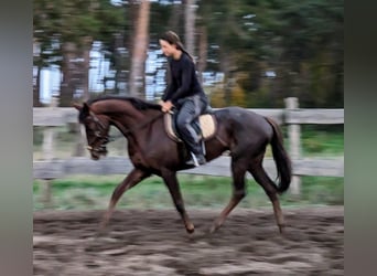Purosangue inglese, Giumenta, 3 Anni, 163 cm, Sauro scuro