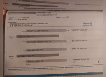 Purosangue inglese, Giumenta, 3 Anni, 165 cm, Baio