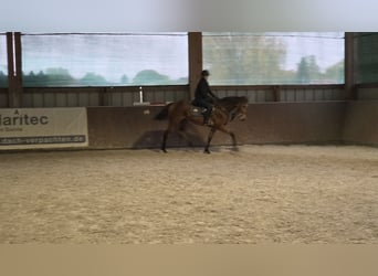 Purosangue inglese, Giumenta, 3 Anni, 166 cm, Baio