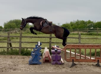 Purosangue inglese, Giumenta, 4 Anni, 152 cm, Baio ciliegia