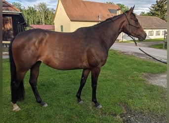 Purosangue inglese Mix, Giumenta, 4 Anni, 158 cm, Baio scuro