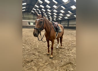 Purosangue inglese, Giumenta, 4 Anni, 160 cm, Sauro