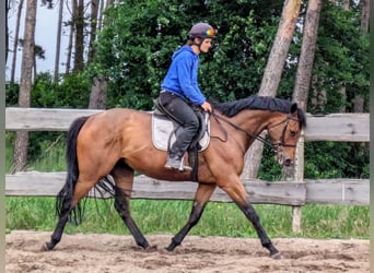 Purosangue inglese, Giumenta, 4 Anni, 162 cm, Baio