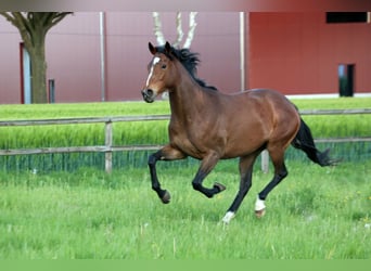 Purosangue inglese, Giumenta, 4 Anni, 162 cm, Baio