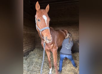 Purosangue inglese, Giumenta, 4 Anni, 170 cm, Sauro