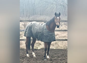 Purosangue inglese, Giumenta, 5 Anni, 160 cm, Baio