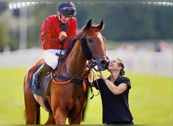 Purosangue inglese, Giumenta, 5 Anni, 160 cm, Baio