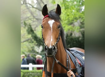 Purosangue inglese, Giumenta, 5 Anni, 160 cm, Baio