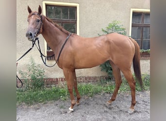 Purosangue inglese, Giumenta, 5 Anni, 161 cm, Sauro