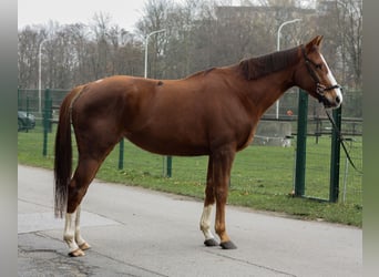 Purosangue inglese, Giumenta, 5 Anni, 163 cm, Sauro scuro