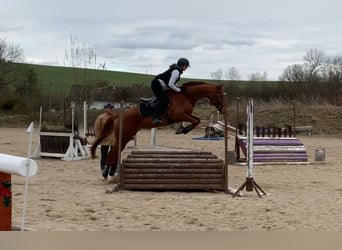 Purosangue inglese, Giumenta, 5 Anni, 164 cm, Sauro scuro