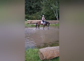 Purosangue inglese, Giumenta, 5 Anni, 165 cm, Baio