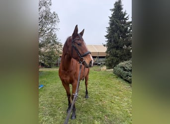 Purosangue inglese, Giumenta, 5 Anni, 165 cm, Baio