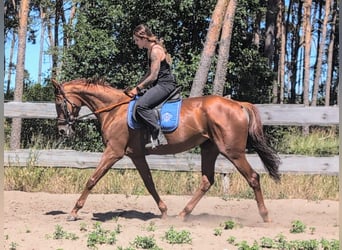 Purosangue inglese, Giumenta, 5 Anni, 165 cm, Sauro