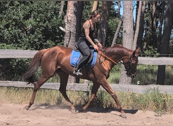 Purosangue inglese, Giumenta, 5 Anni, 165 cm, Sauro
