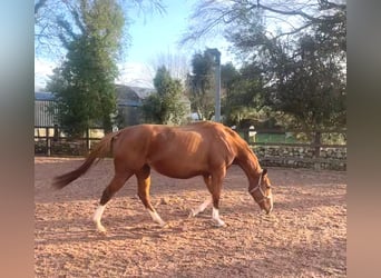 Purosangue inglese, Giumenta, 5 Anni, 168 cm, Sauro scuro