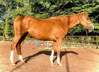 Purosangue inglese, Giumenta, 5 Anni, 168 cm, Sauro scuro