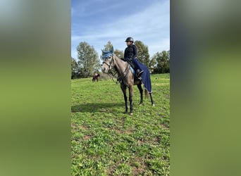 Purosangue inglese, Giumenta, 5 Anni, Baio