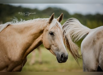 Purosangue inglese, Giumenta, 6 Anni, 151 cm, Palomino