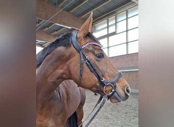 Purosangue inglese, Giumenta, 6 Anni, 158 cm, Sauro