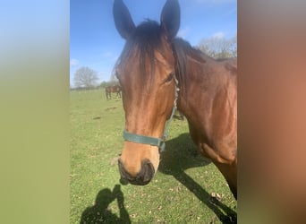 Purosangue inglese, Giumenta, 6 Anni, 160 cm, Baio