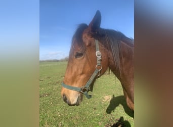 Purosangue inglese, Giumenta, 6 Anni, 160 cm, Baio