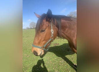 Purosangue inglese, Giumenta, 6 Anni, 160 cm, Baio