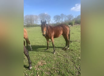 Purosangue inglese, Giumenta, 6 Anni, 160 cm, Baio