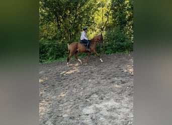 Purosangue inglese, Giumenta, 6 Anni, 160 cm, Sauro