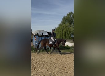 Purosangue inglese, Giumenta, 6 Anni, 163 cm, Baio nero