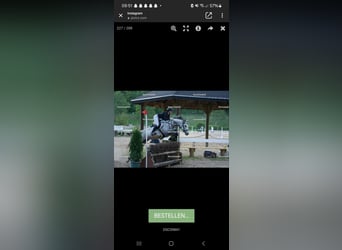 Purosangue inglese, Giumenta, 6 Anni, 163 cm, Grigio trotinato