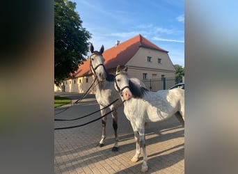 Purosangue inglese, Giumenta, 6 Anni, 163 cm, Grigio trotinato