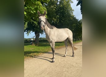 Purosangue inglese, Giumenta, 6 Anni, 163 cm, Grigio trotinato