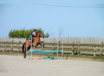 Purosangue inglese, Giumenta, 6 Anni, 166 cm, Sauro