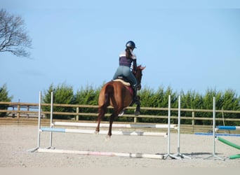 Purosangue inglese, Giumenta, 6 Anni, 166 cm, Sauro